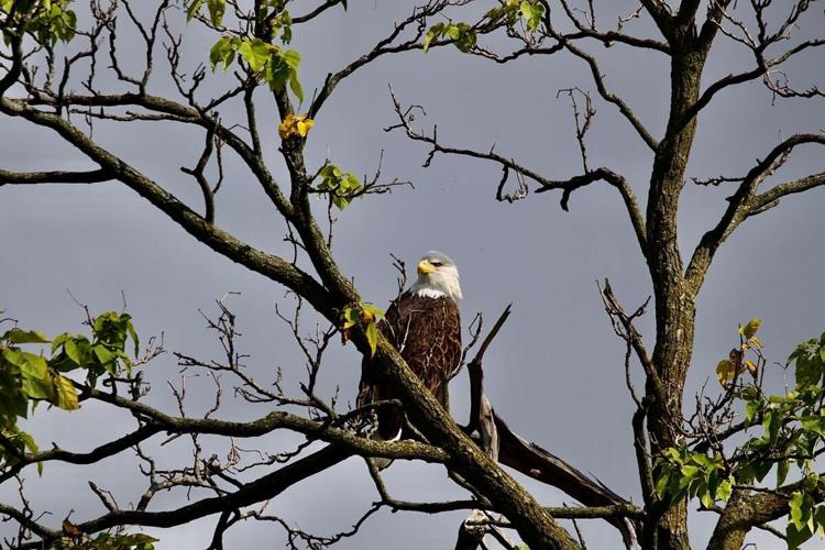 Bald eagle seen at GE Appliance Park