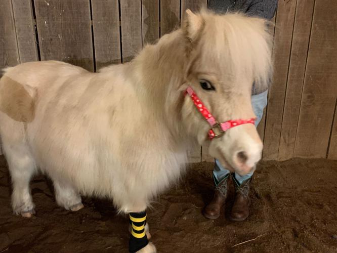 mini horse v day 2 kk 2-3-20.JPG