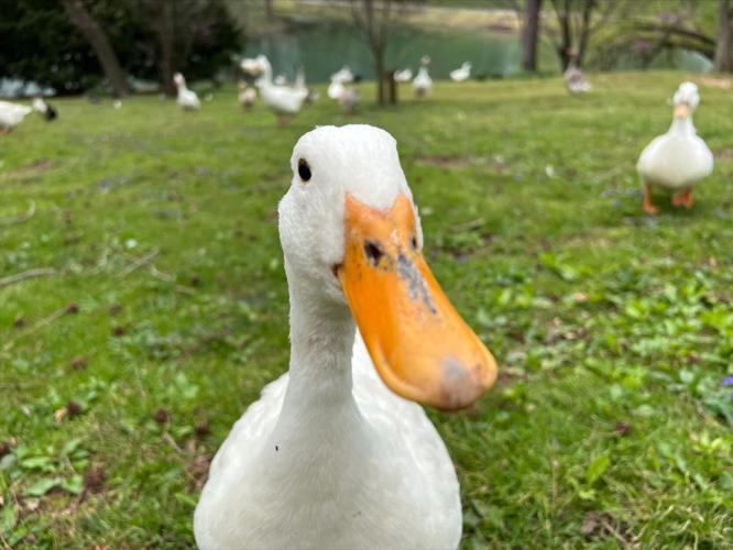 Duck looks in camera at Cave Hill Cemetery
