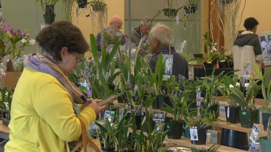 KY ORCHID SOCIETY SHOW