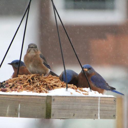 Bluebirds in snow on Goshen