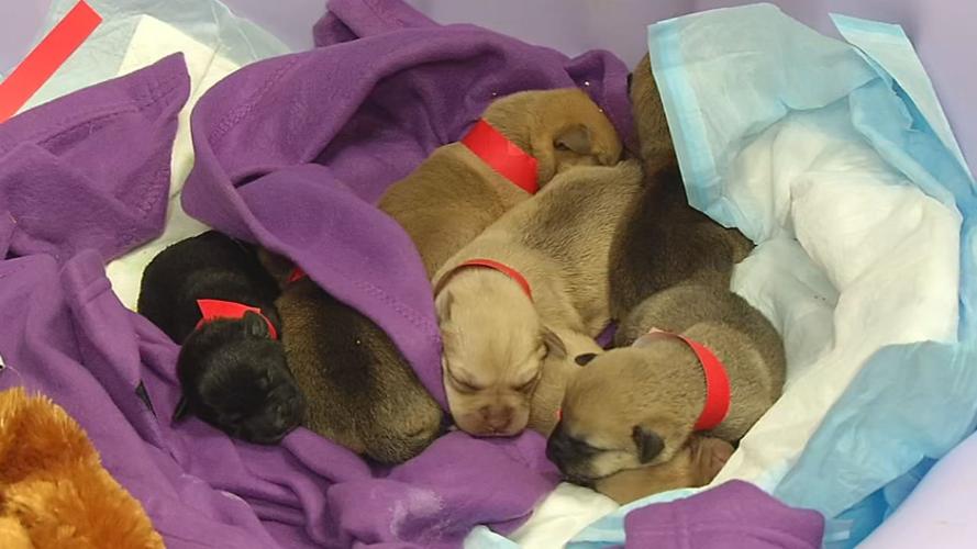 PUPPIES TOSSED IN RAVINE 6PKG.transfer_frame_3948.jpg
