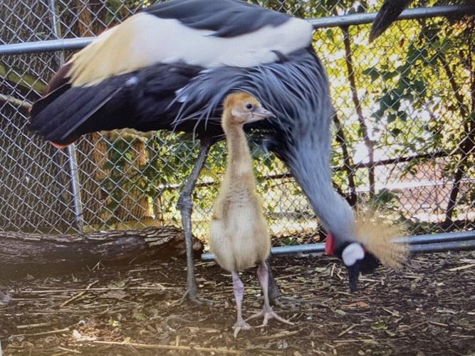 east african crowned crane chick in louisville zoo.jpg