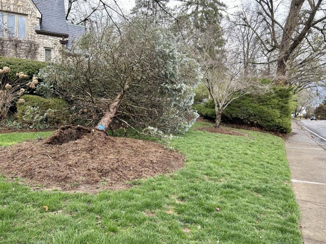 STORM - TREE DOWN - TREVILLIAN WAY - CHRIS OTTS - 3-3-2023.jpg