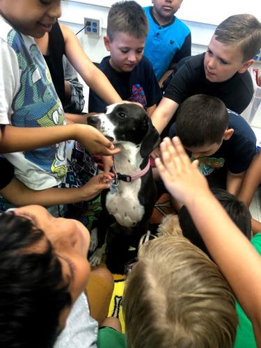 Summer Backpack League dog pet.jpg