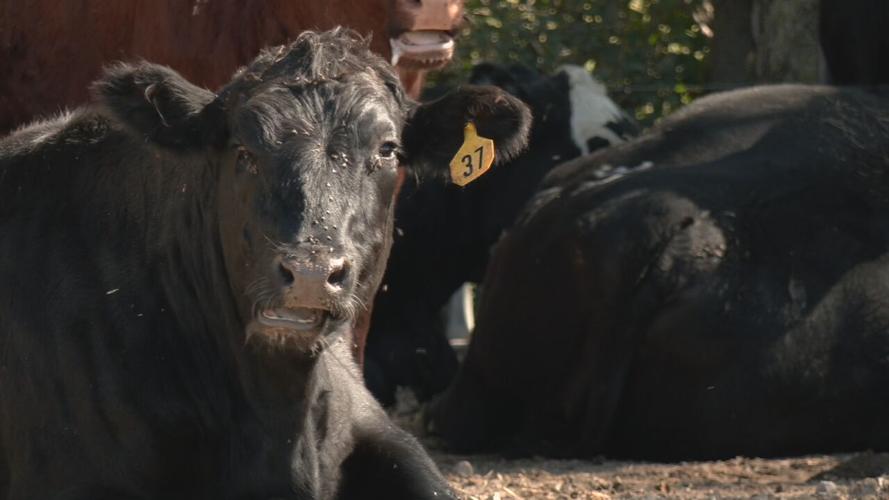 Kentucky cows - Cattle farms