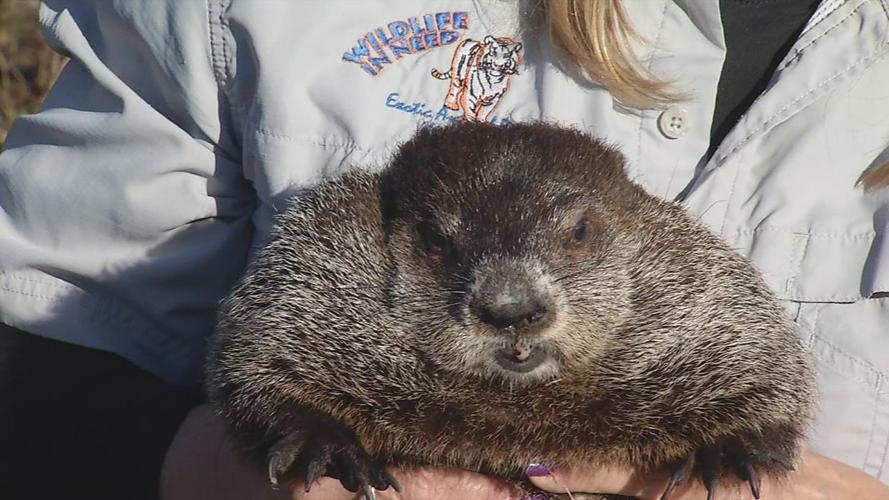 Dozer the groundhog.png