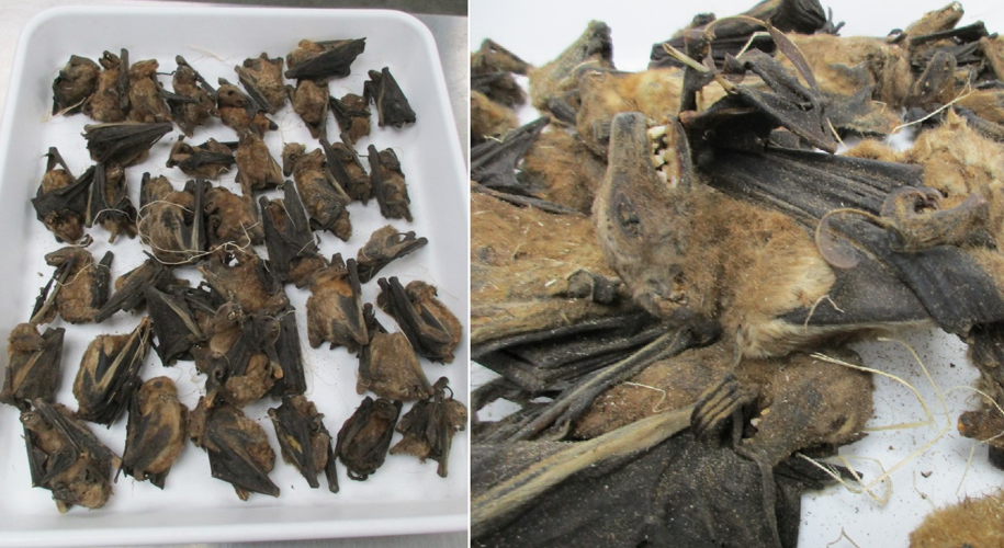 Shipment with dead bats intercepted in Louisville 11-7-2024.png