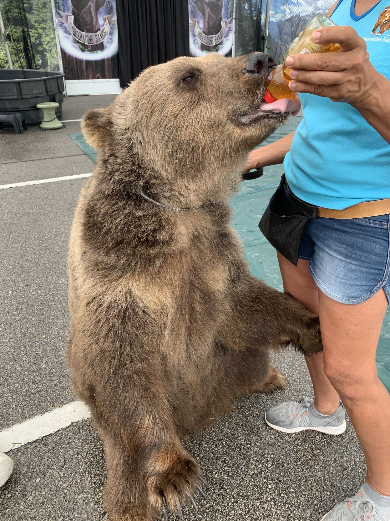 Fairgoer feeds bear at Kentucky State Fair
