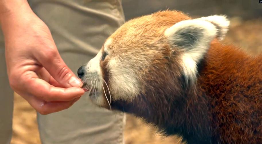 A red panda was unveiled as the Louisville Zoo's newest animal on May 16, 2023.