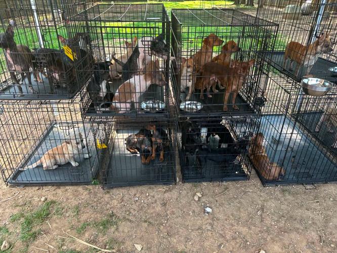 Metcalfe County animal cruelty investigation