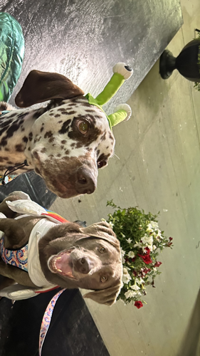 Dogs dressed festively for Shelby County Fair
