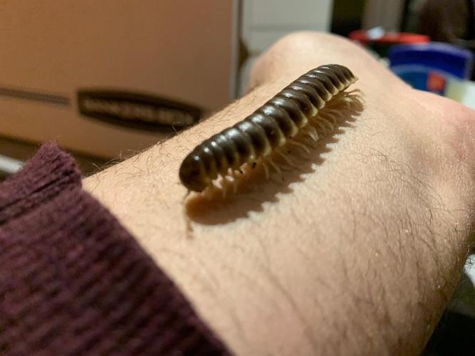 Kentucky Science Center Spooky Halloween