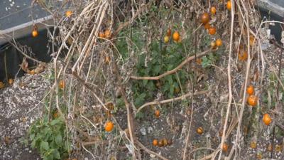 End of season garden bed