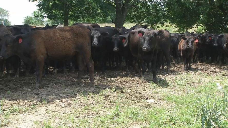 Cows on farm in southern Indiana