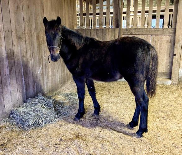 Knox Ky. Humane Society Equine CARE Facebook.jpg