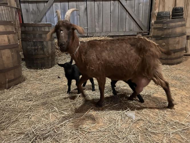 Goats at Blackacre State Nature Preserve & Historic Homestead