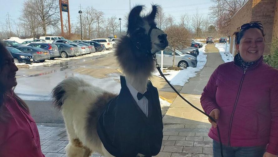 Bride’s face when her brother shows up with a llama as wedding guest goes viral: Not 'thrilled'