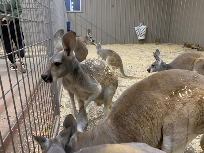 Wilstem Wildlife Park