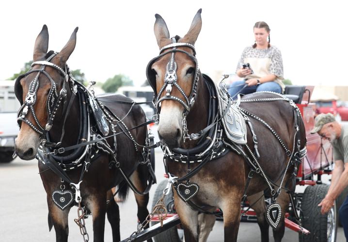 Horses pulling a carriage