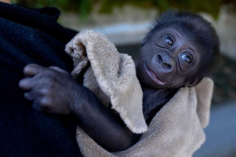 Abeo - Louisville Zoo fostering baby gorilla - Aug. 20, 2024 3