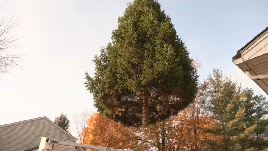 2021 Light Up Louisville Christmas Tree being moved on Nov. 17, 2021