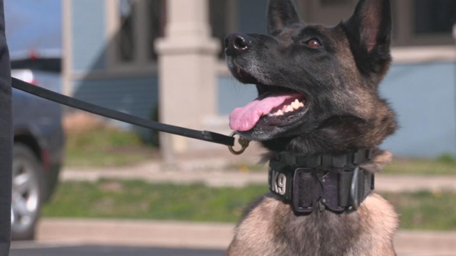 shelbyville k9