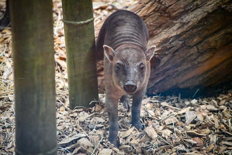The Louisville Zoo's babirusa piglet, born April 29, 2023