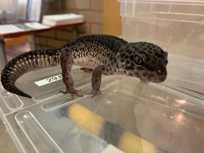 Indiana Reptile Breeders Expo.jpeg