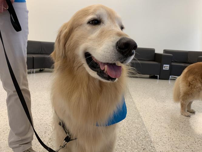 Airport Therapy Dog - Amos