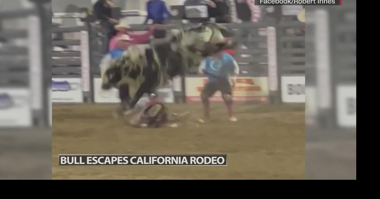Bull escapes rodeo