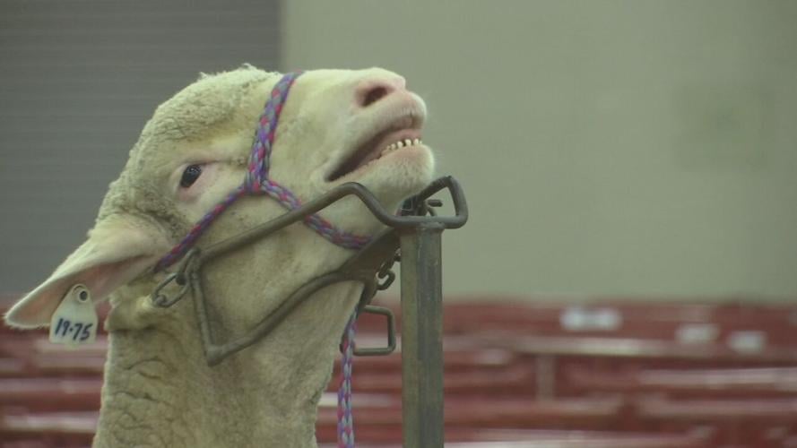 2021 North American International Livestock Exposition