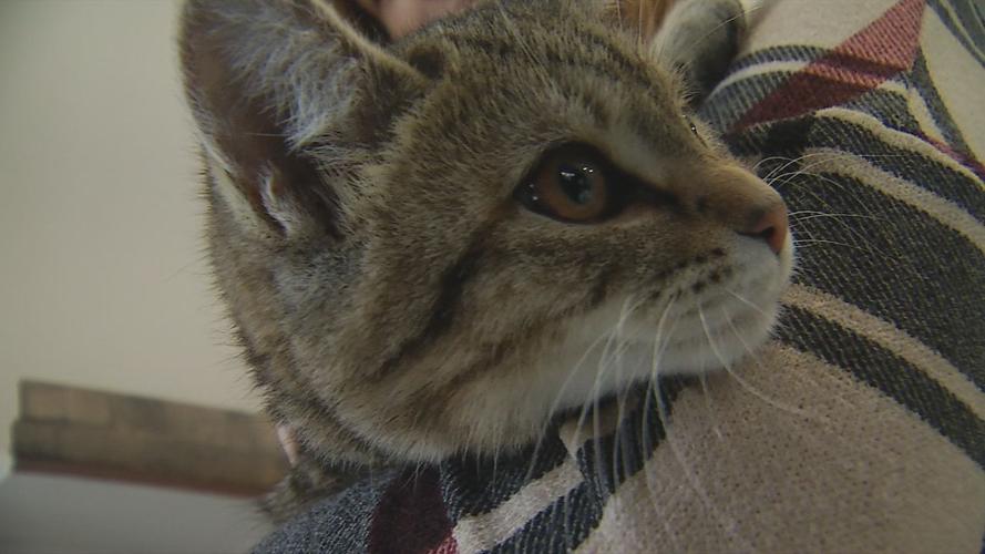 Purrfect Day Cafe gets more than 2,000 cats adopted in 16 months