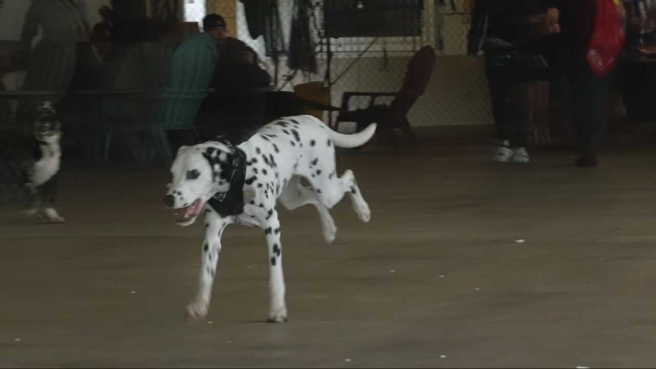 Dalmatian derby store