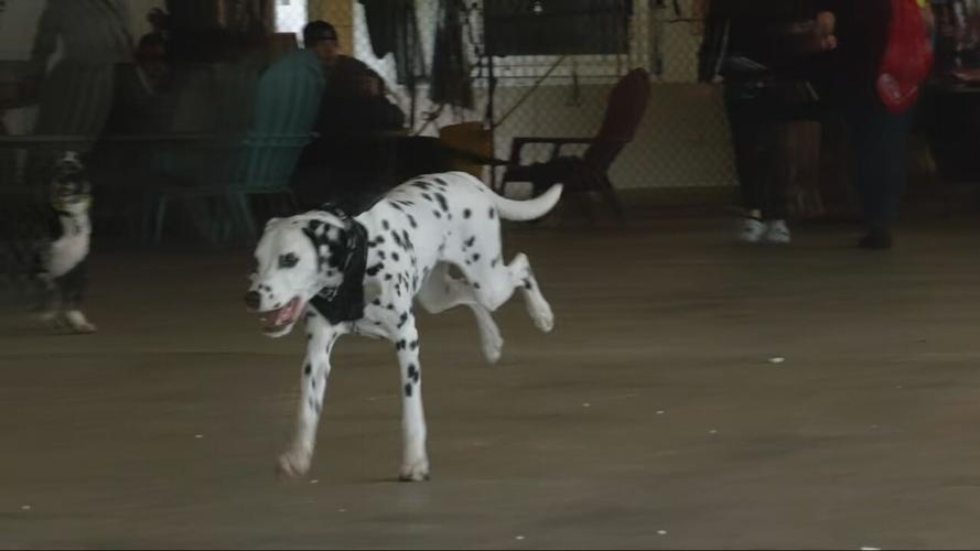 DOGGIE DERBY