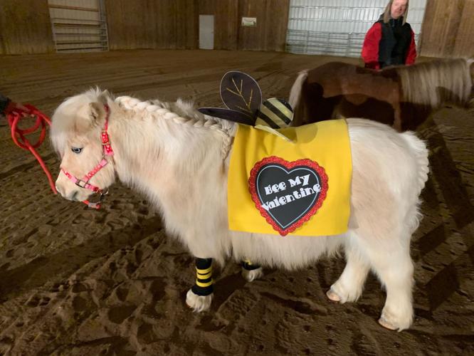 mini horse v day 5 kk 2-3-20.jpeg