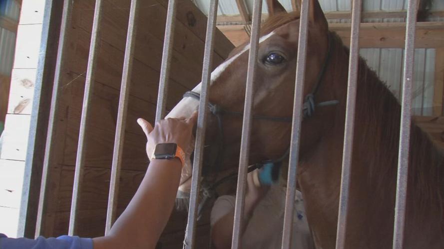 Horse at veteran's club.jpeg