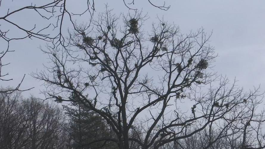 Mistletoe in tree in Bernheim Forest