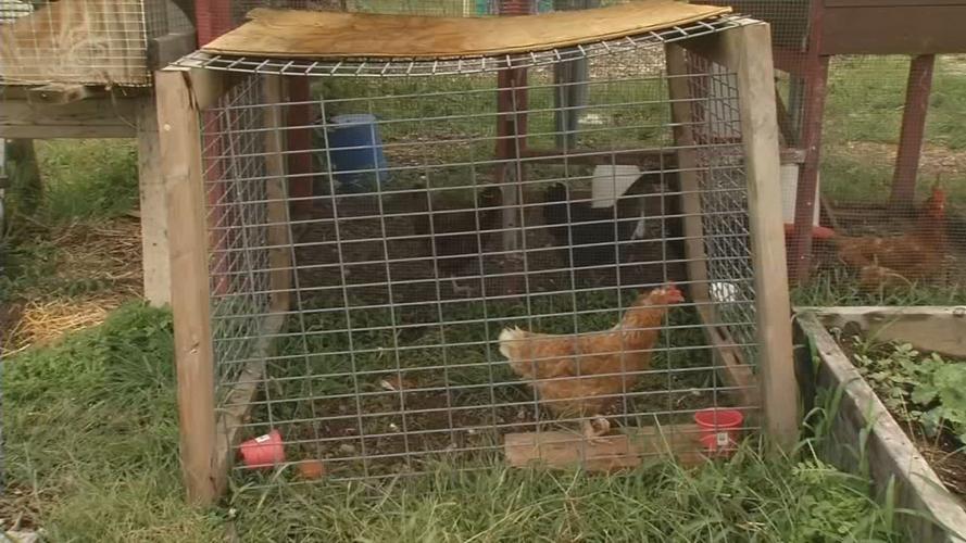 Chicken coup at YouthBuild program