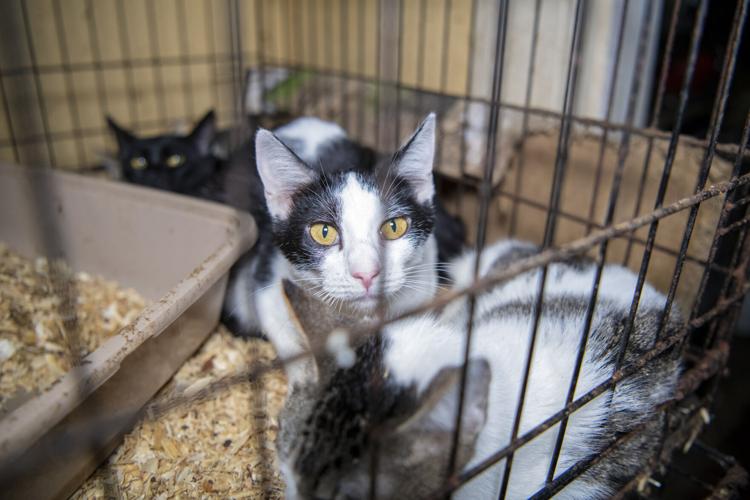 Crystal_Springs_MS_Rescue_0088.JPG