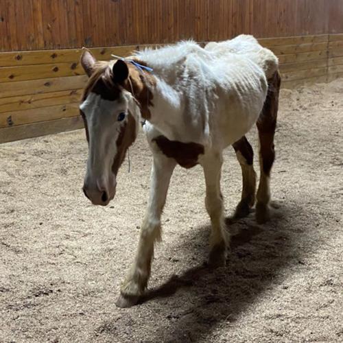 rescued wayne co horse 5-16-20.jpg