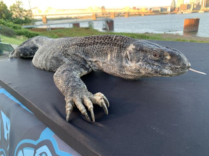 INDIANA REPTILE EXPO - LIZARDS - SNAKES - KEITH KAISER 6-11-2020  (1).jpeg