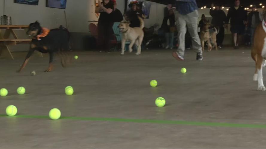 DOGGIE DERBY