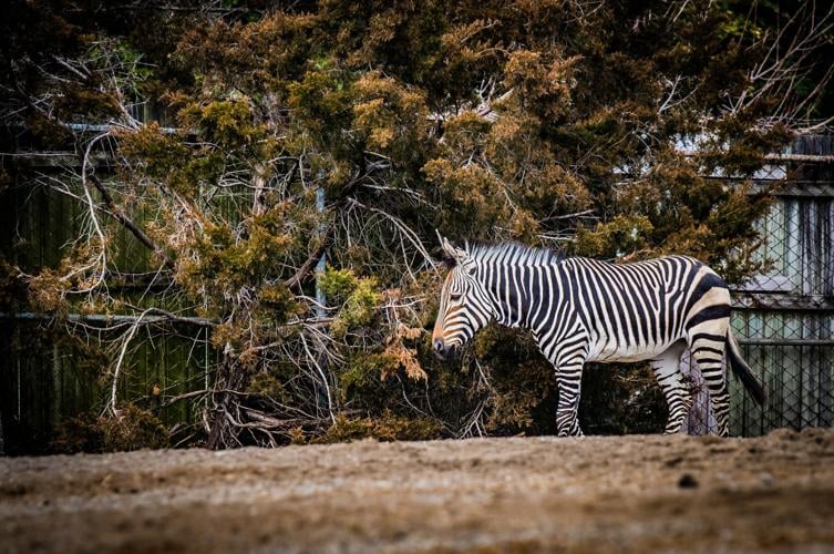 2020-1-30 Athena Hartmann's mountain zebra Louisville Zoo