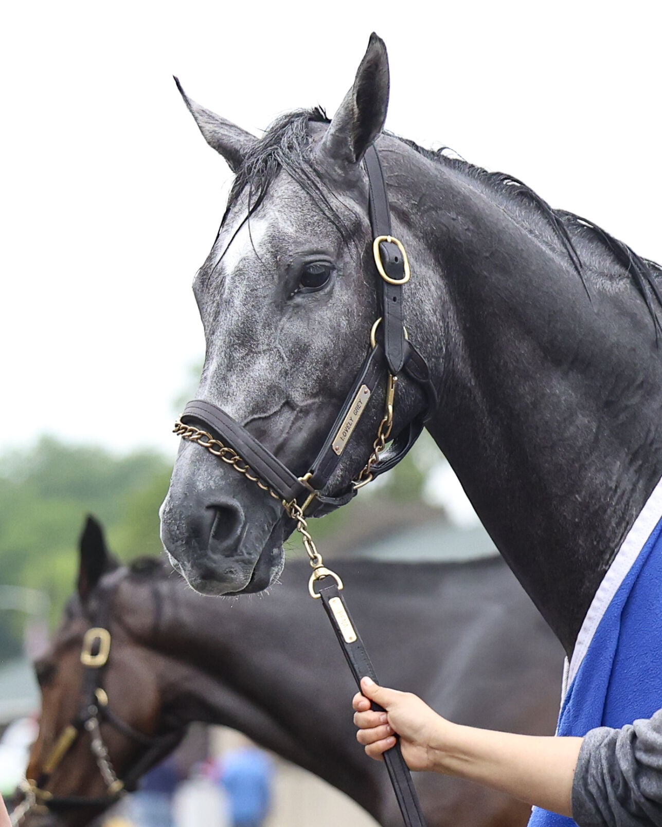 From Baling Twine to the Oaks: Kelsey Danner's Homecoming with Lovely Grey — image 6