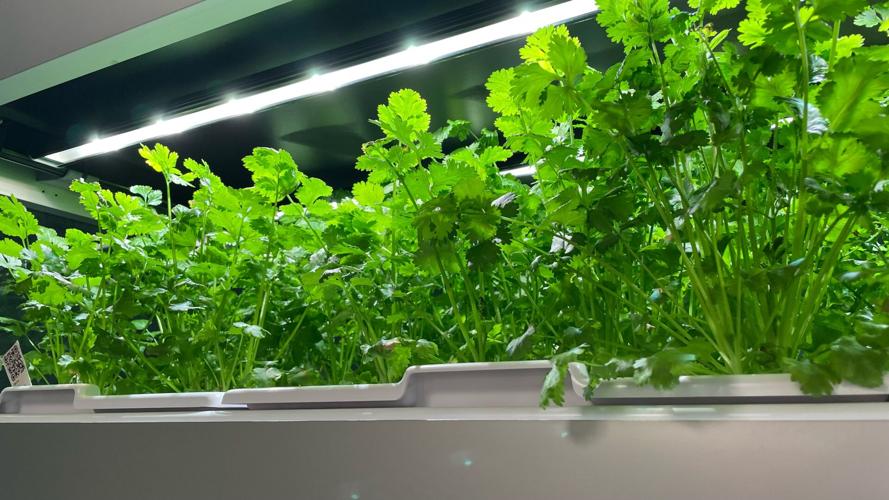 Louie's Greenhouse microfarm at UofL Ville Grill 11-17-22.jpg