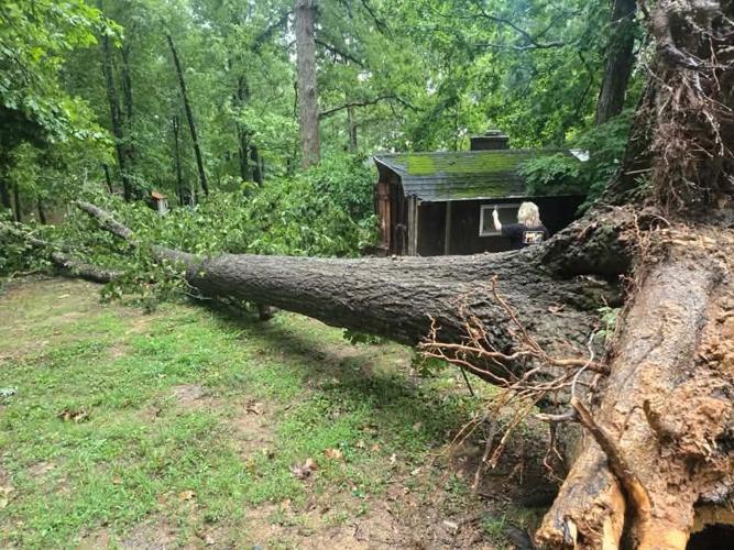 TREE DOWN IN CORYDON JENN THACKER.jpg