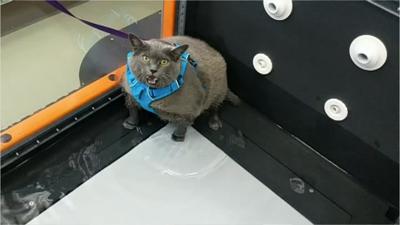 Cinder Block the Cat
