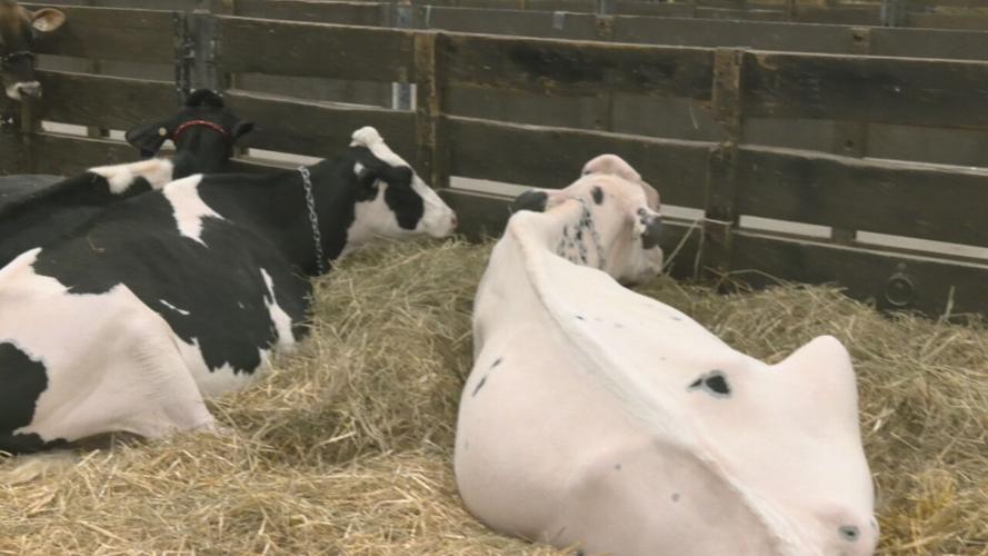 Cows lounge at Kentucky State Fakir