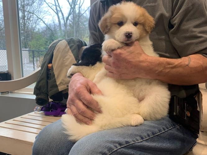 Puppy Generic